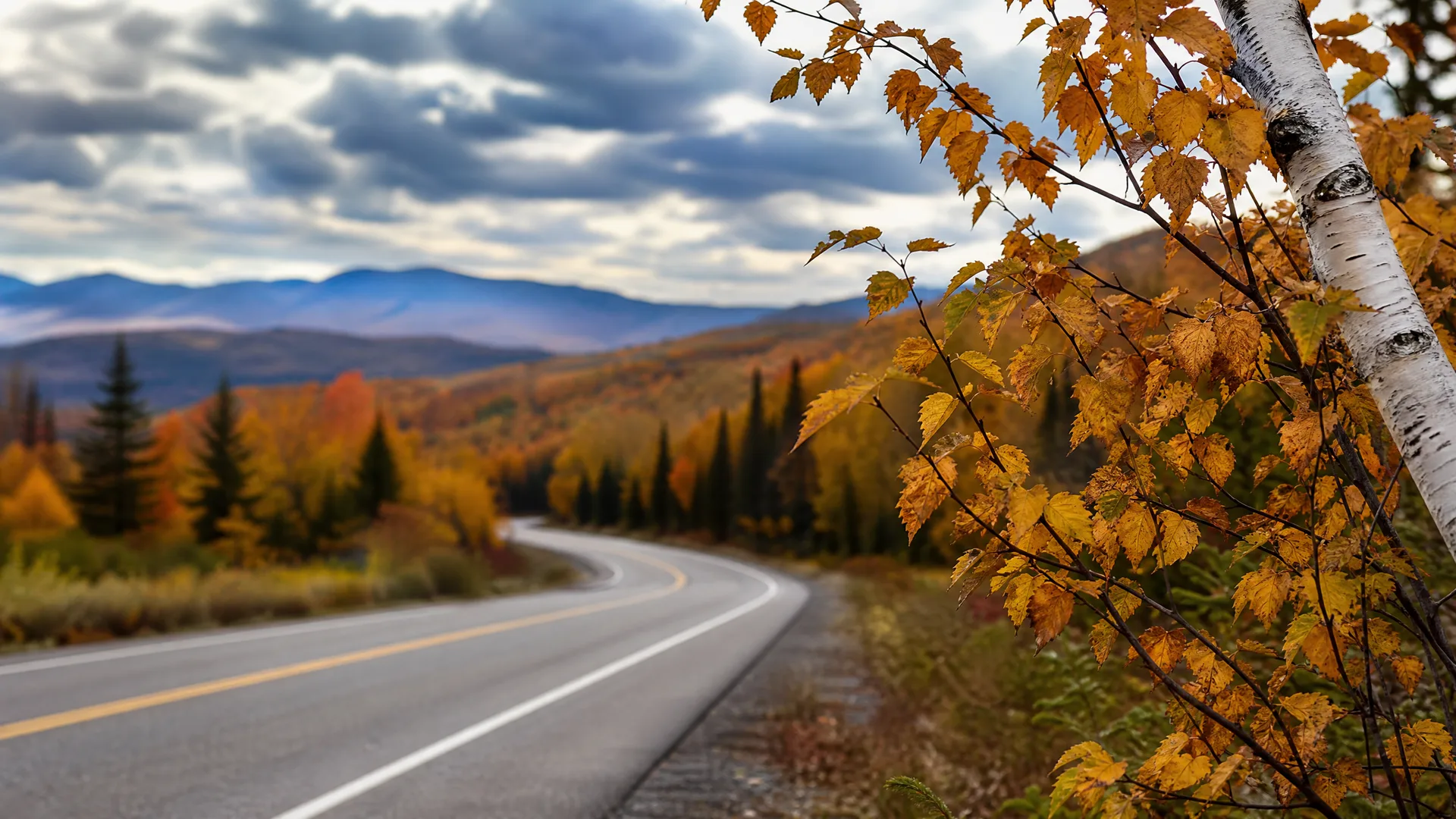 A curving two-lane paved road with yellow center lines runs past autumn-colored forest toward distant hills under a cloudy sky, with a birch branch of yellow leaves in sharp focus at right.